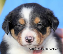 Tricolour Female, smooth to medium  coat, border collie puppy